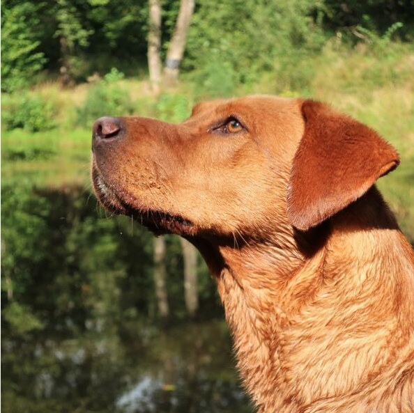 Druid the Labrador retriever