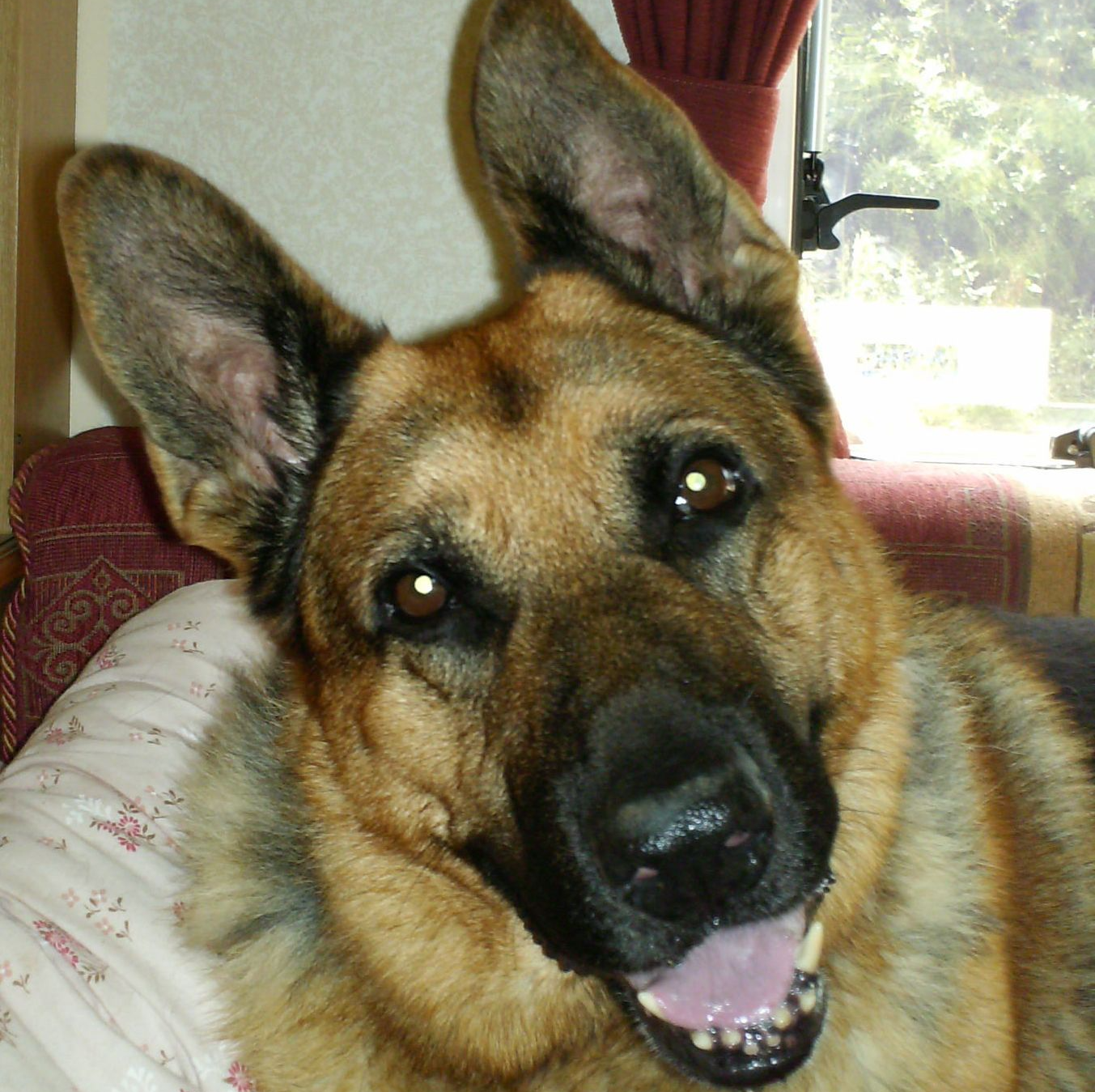 Buddy the German shepherd dog