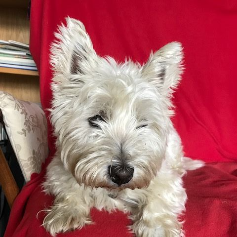 Dougal the West Highland Terrier