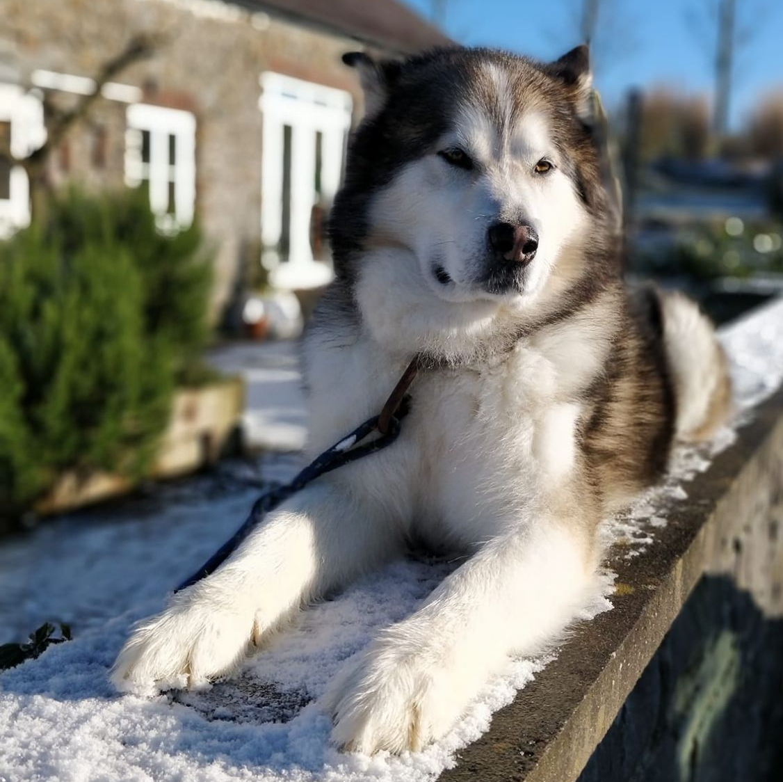 Malamute