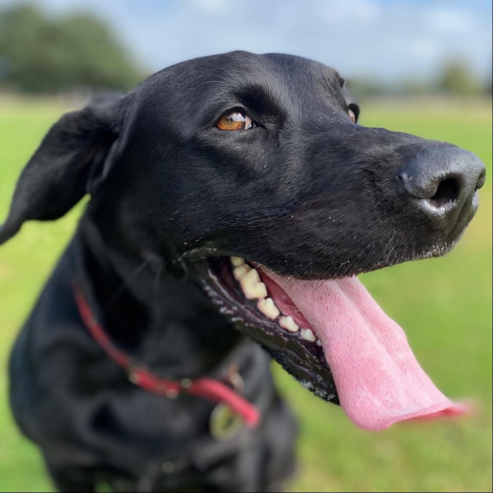 Ghost the black Labrador