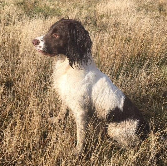 Troy the English springer spaniel