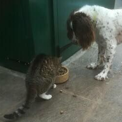 Monty the cat and Bruce the spaniel