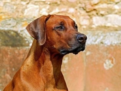 Rhodesian Ridgeback head