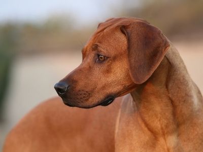 Rhodesian Ridgeback