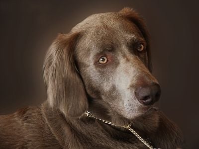 Weimaraner head image