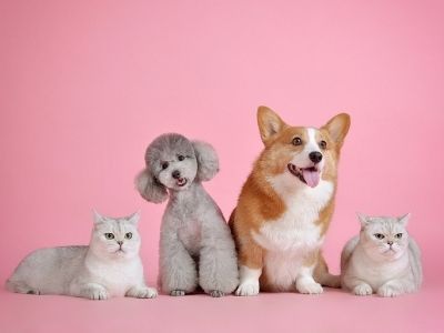 Dogs and cats on pink background