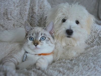 Dog and cat cuddled on sofa