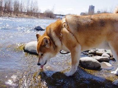 Dog drinking from river