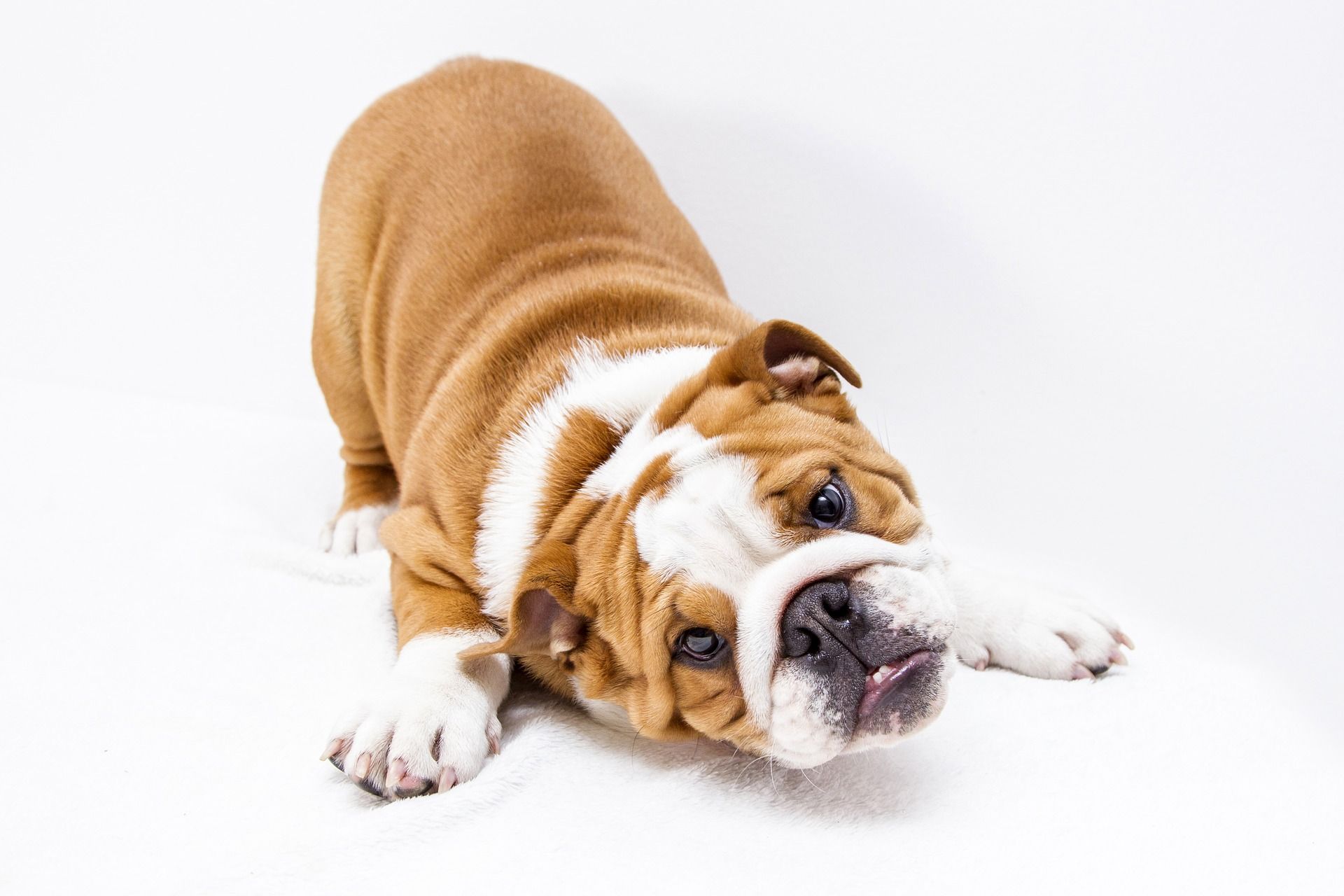 British bulldog puppy