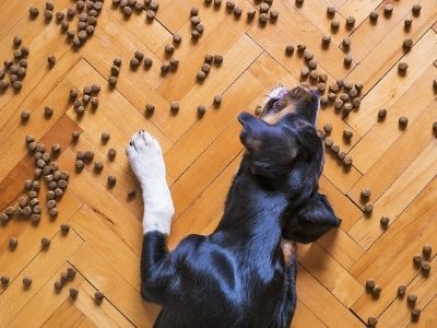 Dog eating kibble on wooden floor