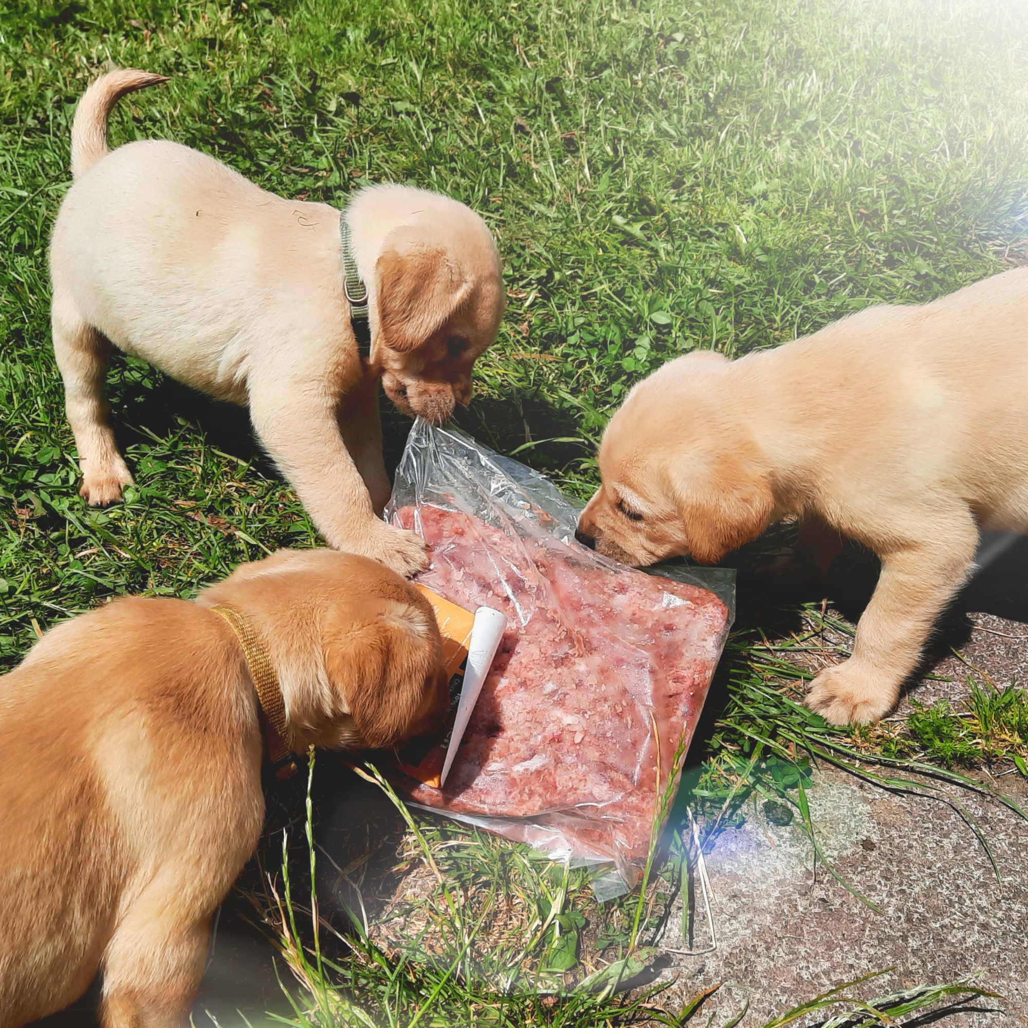 Pups trying to open TP Feeds English Chicken 80:10:10