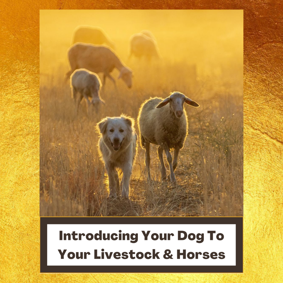 Introducing Your Dog To Your Livestock And Horses