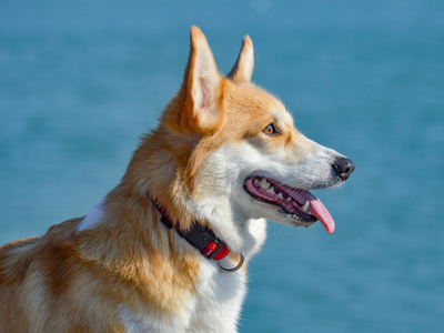 Dog on the beach