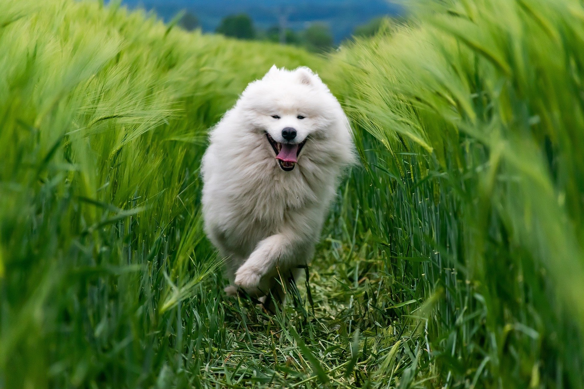 White dog with tongue out running through tall grass