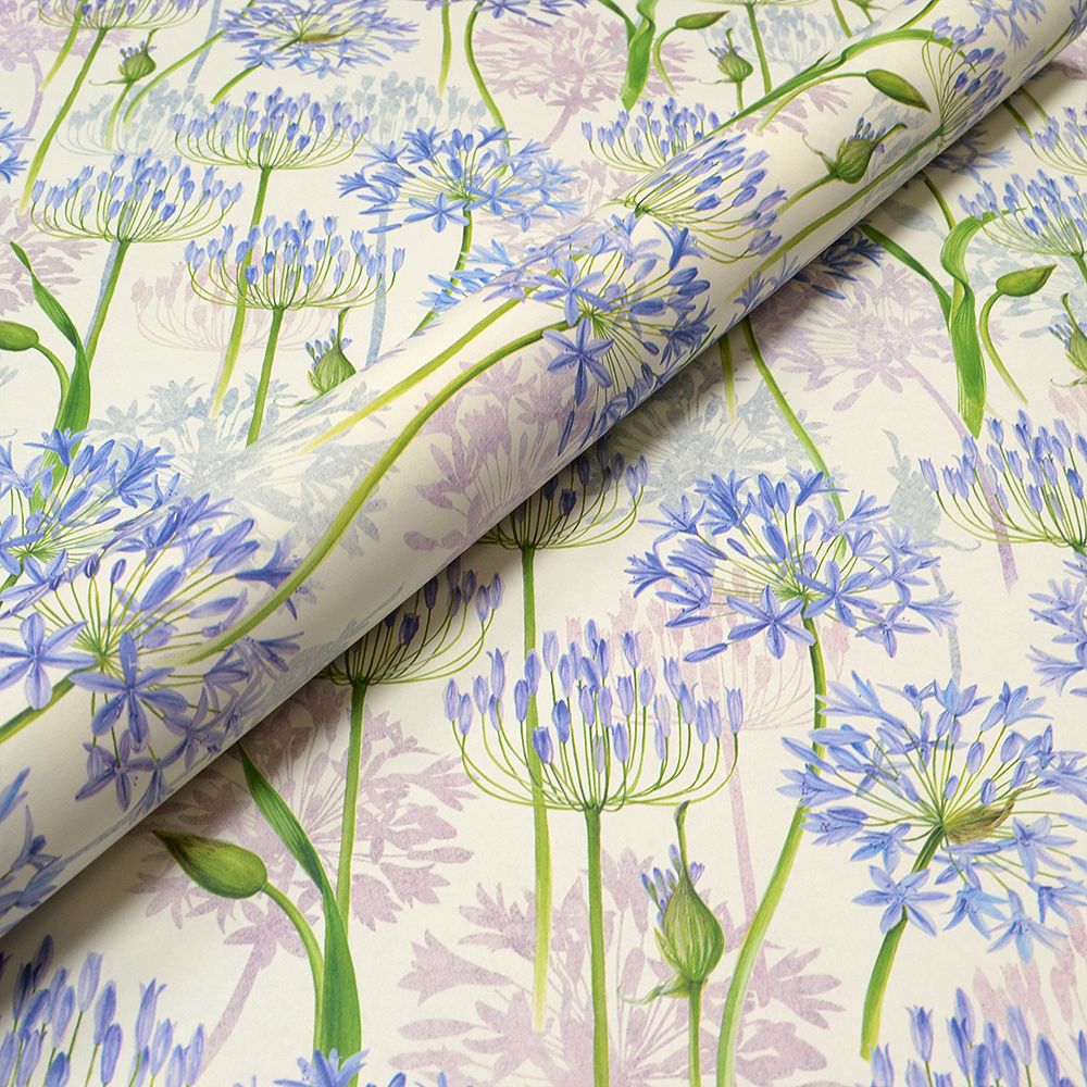 Agapanthus