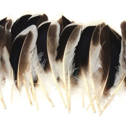 Natural Mallard Duck Wing Feathers x 10
