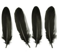 Black Goose Quill Feathers x 4
