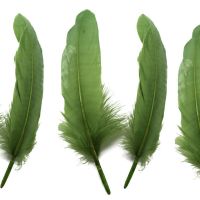 Olive Moss Green Goose Quill Feathers x 4 