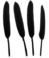 Black Goose Quill Feathers x 10