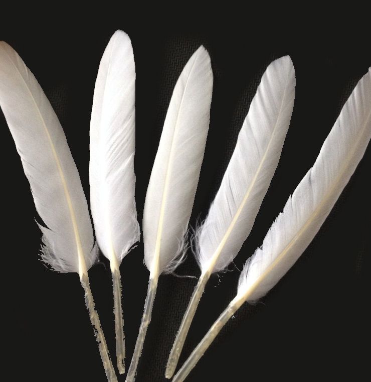 White Goose Quill Feathers | Arts & Crafts | Feather Planet