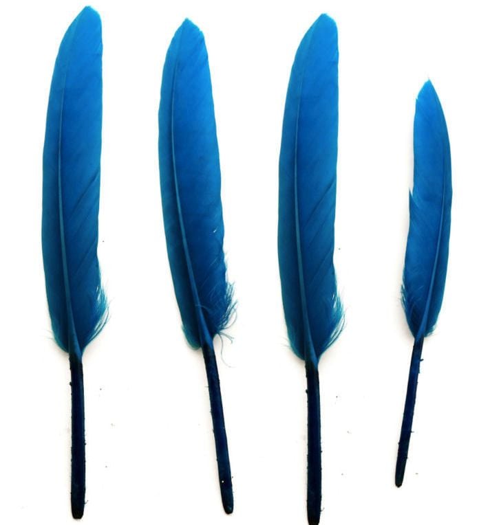 Deep Turquoise Goose Quill Feathers x 10