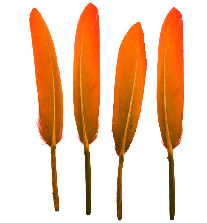 Orange Goose Quill Feathers x 10