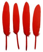 Red Goose Quill Feathers x 10