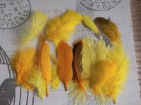 Yellow Selected Popular Feathers x 12