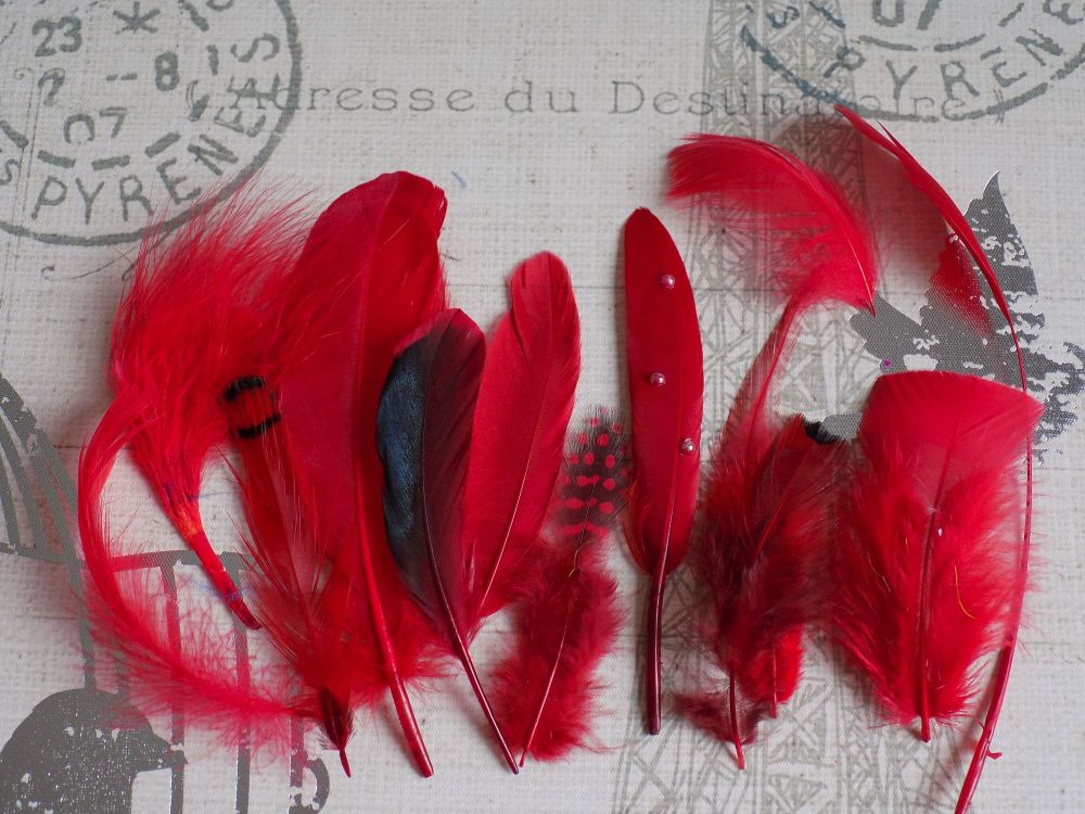 Red Selected Popular Feathers x 12