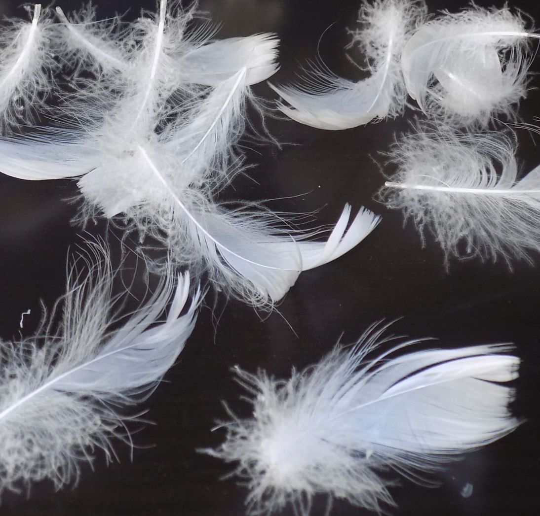 White Feathers - Goose Coquille Feathers