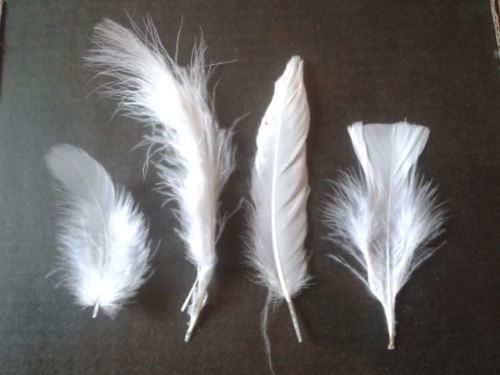 White Feathers Assorted Styles 