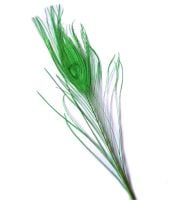 Lime Green Peacock Eye Tail Feather