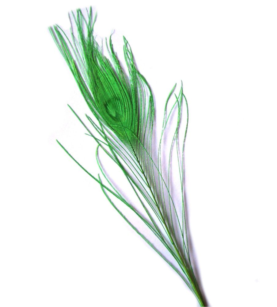 Lime Green Peacock Eye Tail Feather