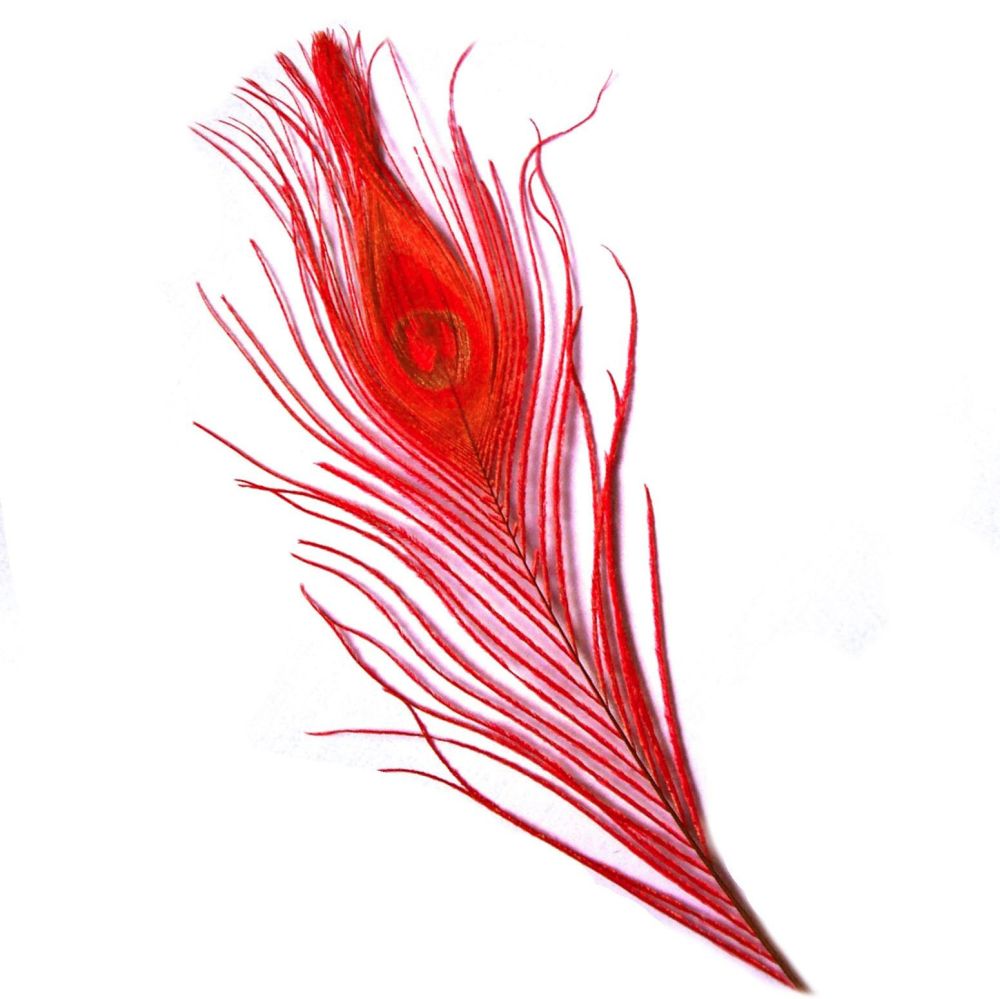 Red Peacock Eye Tail Feather
