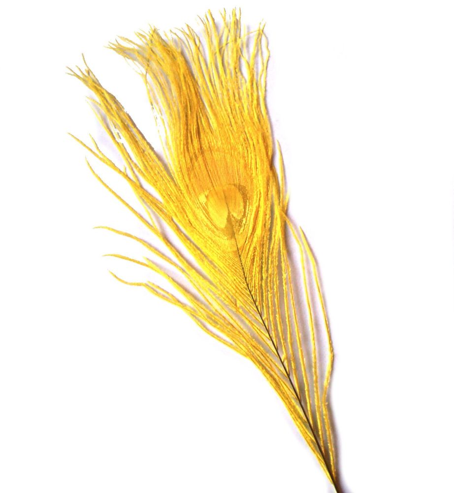 Yellow Peacock Eye Tail Feather