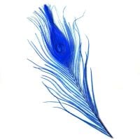 Royal Blue Peacock Eye Tail Feather