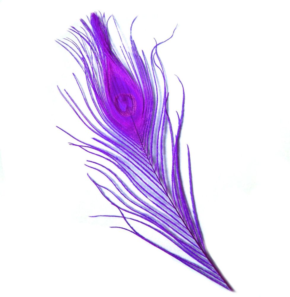 Plum Purple Peacock Eye Tail Feather