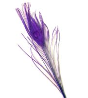 Purple Peacock Eye Tail Feather
