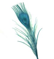 Aqua Blue Peacock Eye Tail Feather