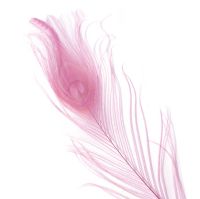 Baby Pink Peacock Eye Tail Feather