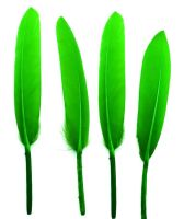 Lime  Green Goose Quill Feathers x 10