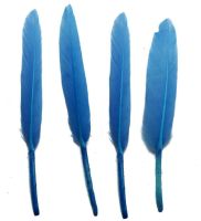 Cornflower Blue Goose Quill Feathers x 10