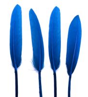 Blue Goose Quill Feathers x 10