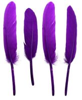 Purple Goose Quill Feathers x 10