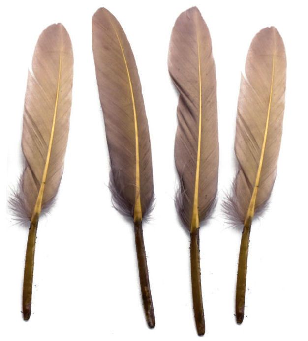 Cappuccino Goose Quill Feathers x 10