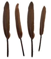 Brown Goose Quill Feathers x 10