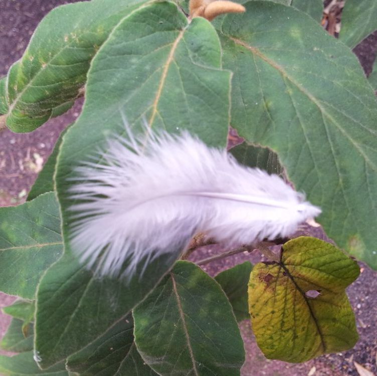 Small Marabou Feathers