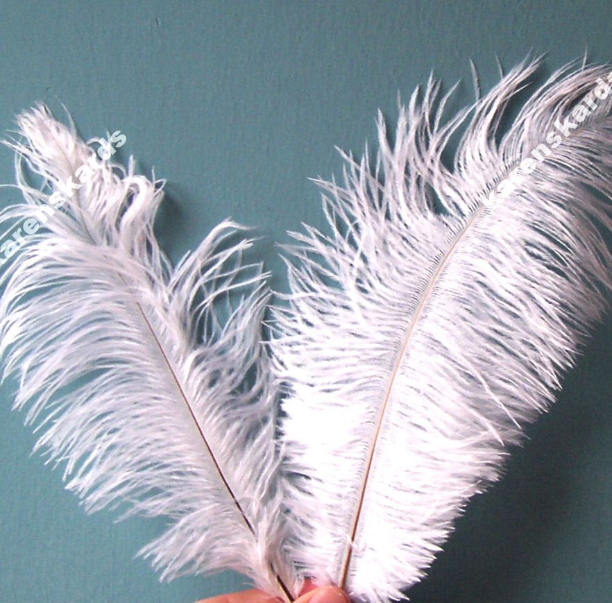 White Ostrich Feather x 5 (Seconds)