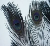 Black Peacock Eye Tail Feather